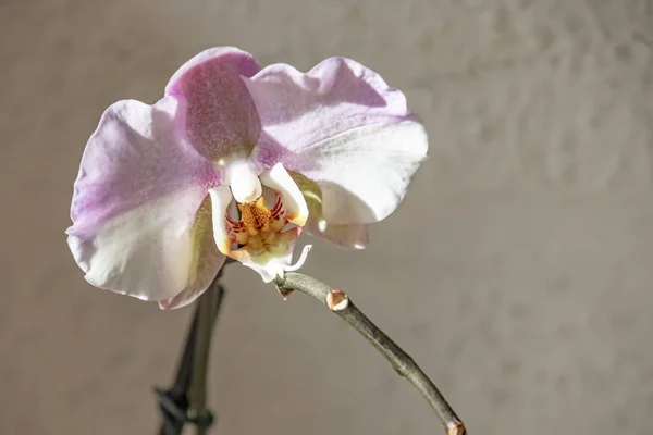 Закрыть Крытый Декоративный Цветок Орхидеи — стоковое фото