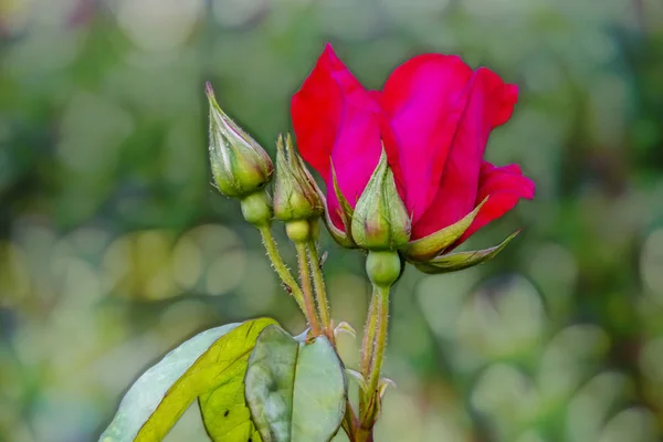 Nära Håll Ros Blomma Elegans Naturen — Stockfoto