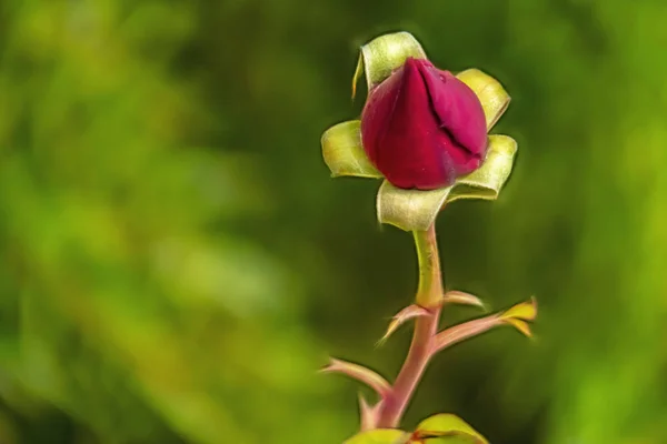 クローズ アップ自然のエレガンスのバラの花 — ストック写真
