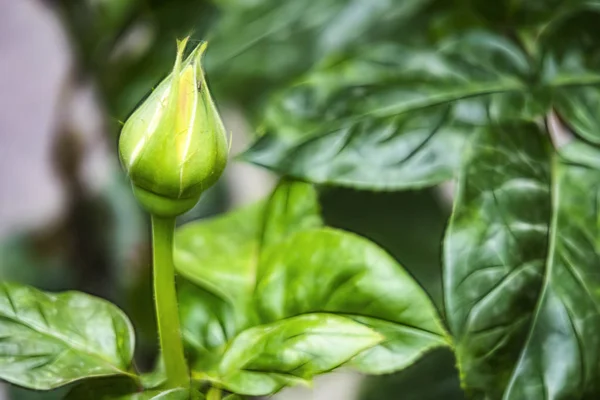 Primer Plano Rosa Flor Elegancia Naturaleza — Foto de Stock