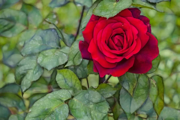 Close Rose Flower Elegance Nature — Stock Photo, Image