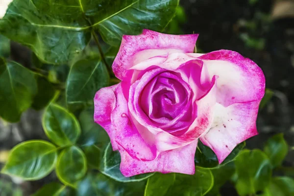 Close Rosa Flor Elegância Natureza — Fotografia de Stock