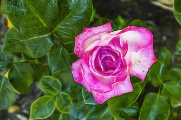 Gros Plan Rose Fleur Élégance Dans Nature — Photo