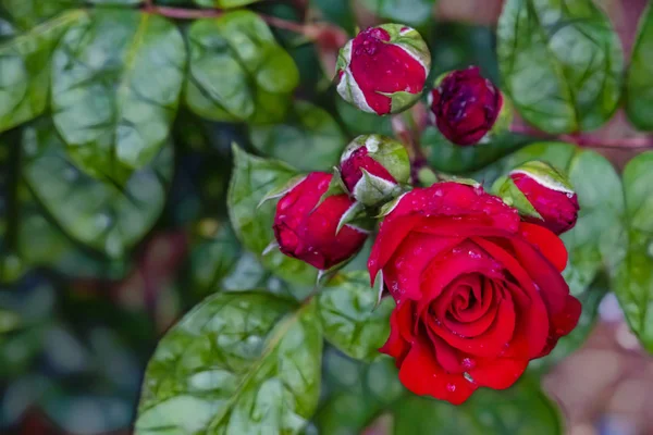 Detailní Záběr Růžový Květ Elegance Přírodě — Stock fotografie