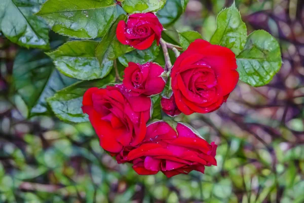 Vicino Rosa Fiore Eleganza Nella Natura — Foto Stock
