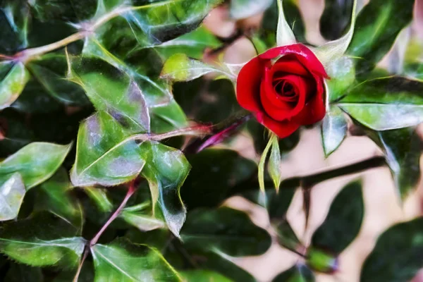 Detailní Záběr Růžový Květ Elegance Přírodě — Stock fotografie