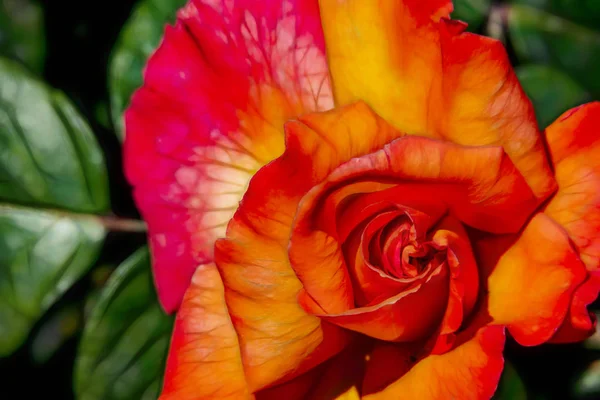 Nahaufnahme Rosenblüte Der Eleganz Der Natur — Stockfoto