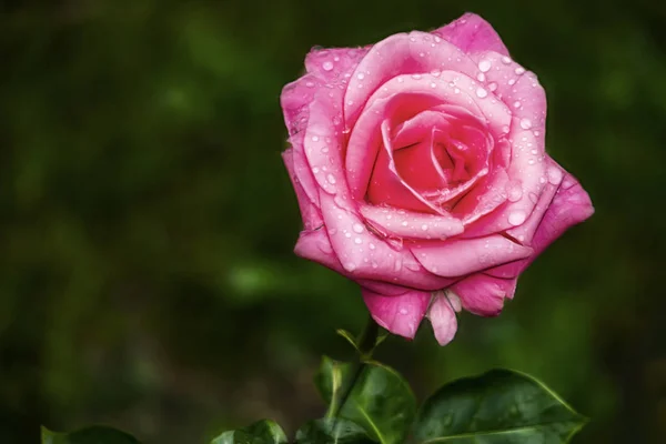 Nära Håll Ros Blomma Elegans Naturen — Stockfoto