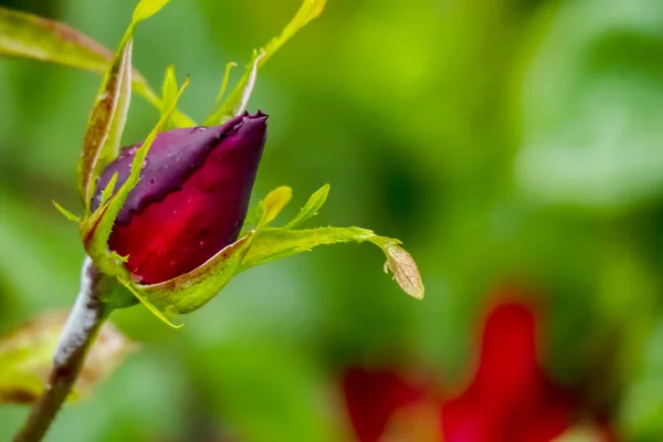 Primer Plano Rosa Flor Elegancia Naturaleza — Foto de Stock