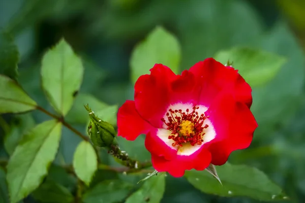 Primer Plano Rosa Flor Elegancia Naturaleza — Foto de Stock