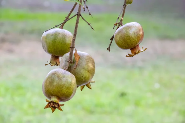 Granatäpfel Aus Nächster Nähe Auf Baumbänken Grüner Natur — Stockfoto