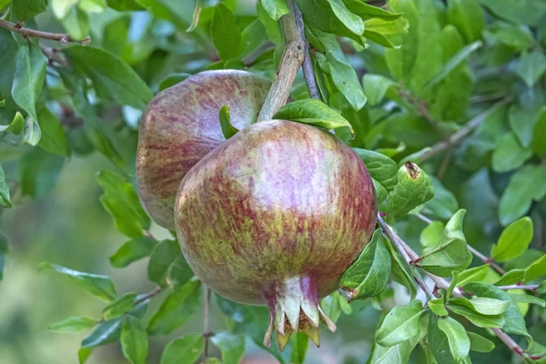 Cerca Granadas Bancos Árboles Naturaleza Verde — Foto de Stock