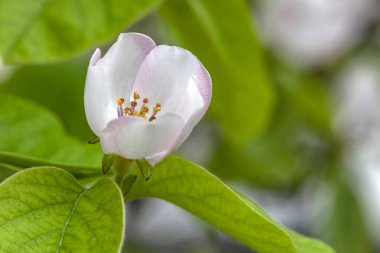 ağaç dallarında ayva çiçekleri ve yeşil yaprakları kapatın.