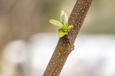 ayva ağacı ve doğada yaprakları yakın.