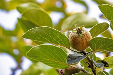 ağaç dallarında olgunlaşmamış ayva meyveve yeşil yaprakları yakın.
