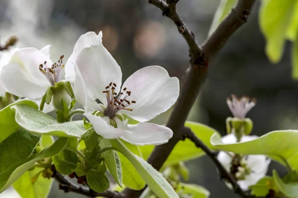 Quittenblüten Und Grüne Blätter Auf Ästen — Stockfoto