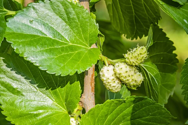 Cerrar Frutos Morera Hojas Verdes Las Ramas Los Árboles —  Fotos de Stock