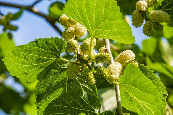 Nahaufnahme Von Maulbeerfrüchten Und Grünen Blättern Auf Ästen — Stockfoto