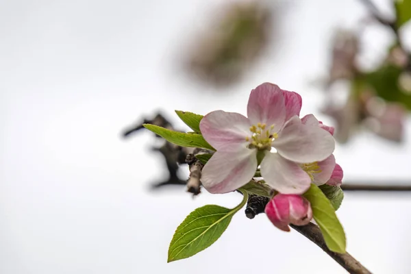 Apfelblüten Und Grüne Blätter Ästen Schließen — Stockfoto