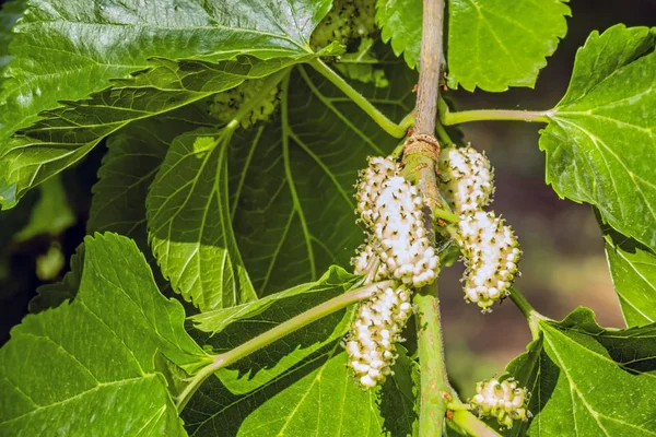 Nahaufnahme Von Maulbeerfrüchten Und Grünen Blättern Auf Ästen — Stockfoto