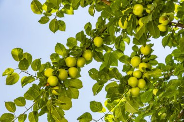 ham erik ağaç dalları üzerinde yeşil yaprakları kapatın.