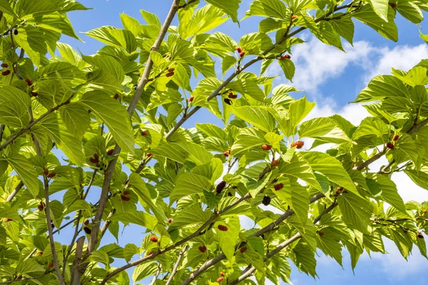 Feche Frutos Amoreira Vermelhos Crus Folhas Verdes Galhos Árvore — Fotografia de Stock