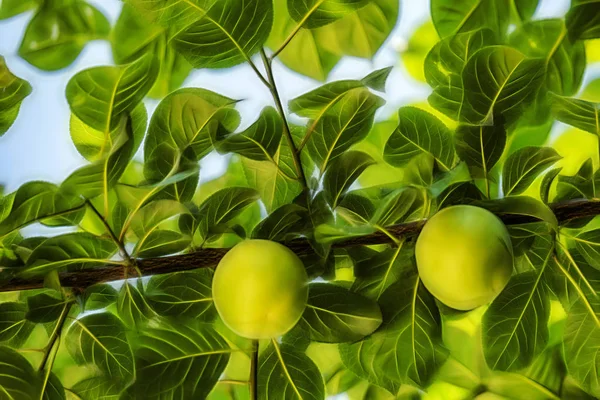 Rohe Pflaumen Und Grüne Blätter Ästen Schließen — Stockfoto