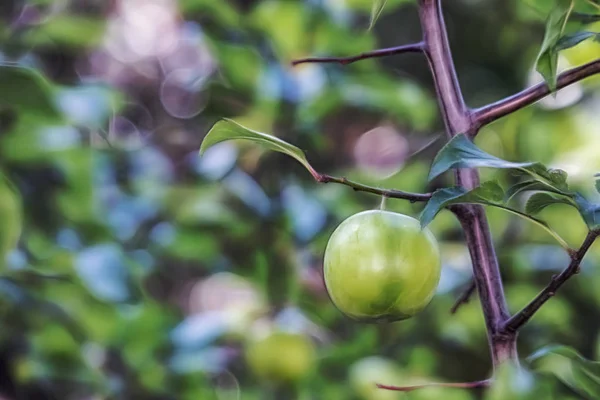 Rohe Pflaumen Und Grüne Blätter Ästen Schließen — Stockfoto