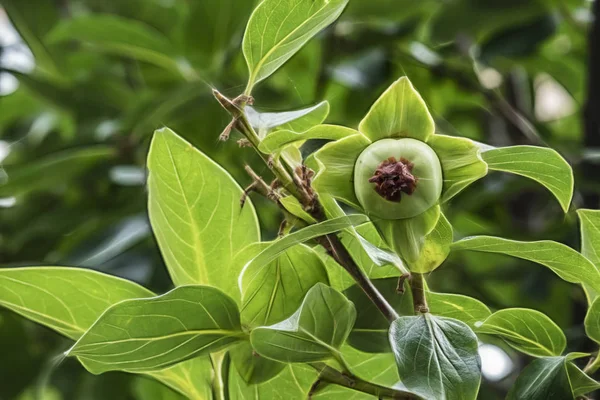 Bliska Surowe Zielone Owoce Persimmon Gałęzie Drzew Zielone Liście Przyrodzie — Zdjęcie stockowe