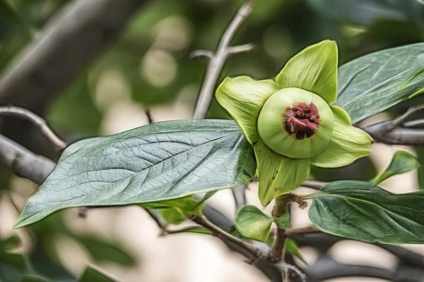 Bliska Surowe Zielone Owoce Persimmon Gałęzie Drzew Zielone Liście Przyrodzie — Zdjęcie stockowe