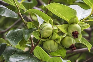 doğada ağaç dalları ve yeşil yaprakları üzerinde ham yeşil hurmon meyve yakın