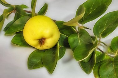 beyaz arka plan üzerinde ayva meyve ve yeşil yaprakları kadar yakın