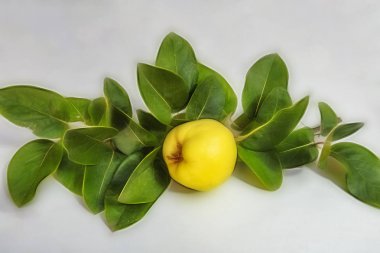 beyaz arka plan üzerinde ayva meyve ve yeşil yaprakları kadar yakın