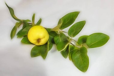 beyaz arka plan üzerinde ayva meyve ve yeşil yaprakları kadar yakın