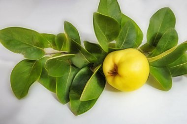 beyaz arka plan üzerinde ayva meyve ve yeşil yaprakları kadar yakın