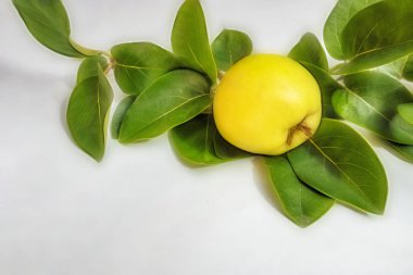 beyaz arka plan üzerinde ayva meyve ve yeşil yaprakları kadar yakın