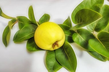 beyaz arka plan üzerinde ayva meyve ve yeşil yaprakları kadar yakın