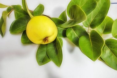 beyaz arka plan üzerinde ayva meyve ve yeşil yaprakları kadar yakın