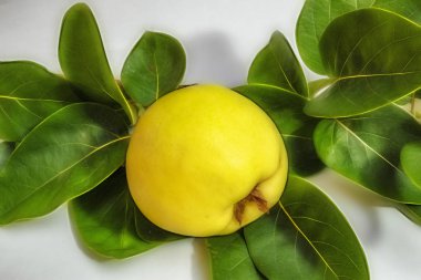 beyaz arka plan üzerinde ayva meyve ve yeşil yaprakları kadar yakın