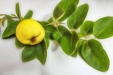 beyaz arka plan üzerinde ayva meyve ve yeşil yaprakları kadar yakın