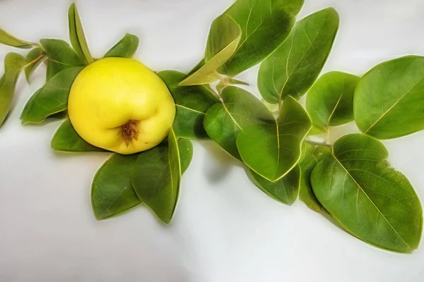 Tutup Buah Quince Dan Daun Hijau Latar Belakang Putih — Stok Foto