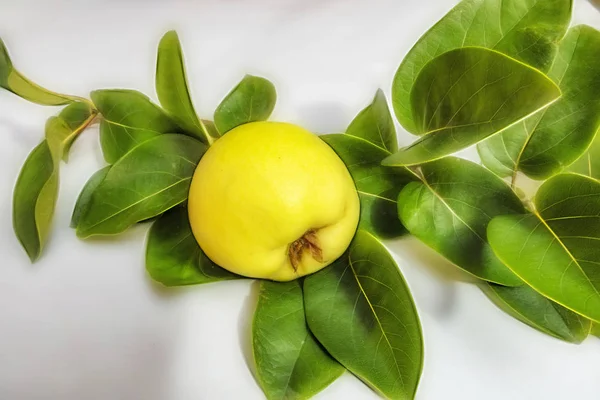 beyaz arka plan üzerinde ayva meyve ve yeşil yaprakları kadar yakın