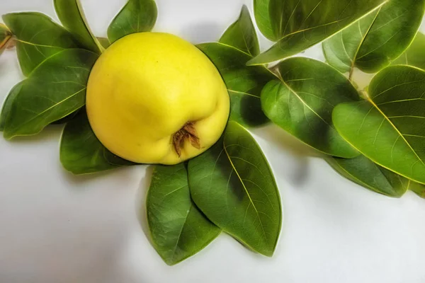 Nahaufnahme Quittenfrüchte Und Grüne Blätter Auf Weißem Hintergrund — Stockfoto