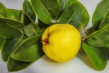 beyaz arka plan üzerinde ayva meyve ve yeşil yaprakları kadar yakın