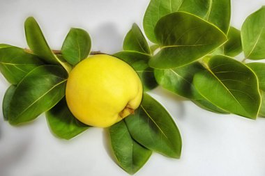 beyaz arka plan üzerinde ayva meyve ve yeşil yaprakları kadar yakın