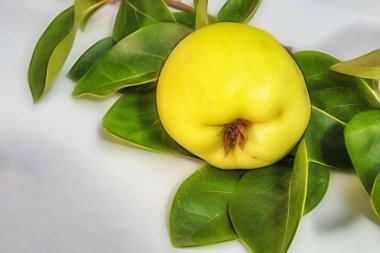 beyaz arka plan üzerinde ayva meyve ve yeşil yaprakları kadar yakın