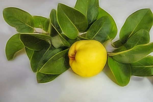 Nahaufnahme Quittenfrüchte Und Grüne Blätter Auf Weißem Hintergrund — Stockfoto