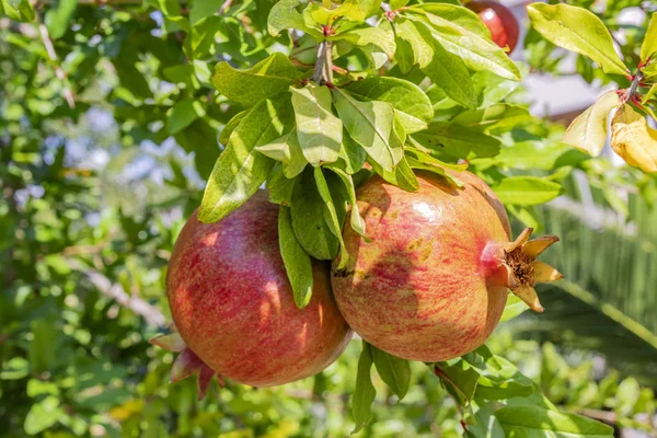 Granatäpfel Aus Nächster Nähe Auf Baumbänken Grüner Natur — Stockfoto