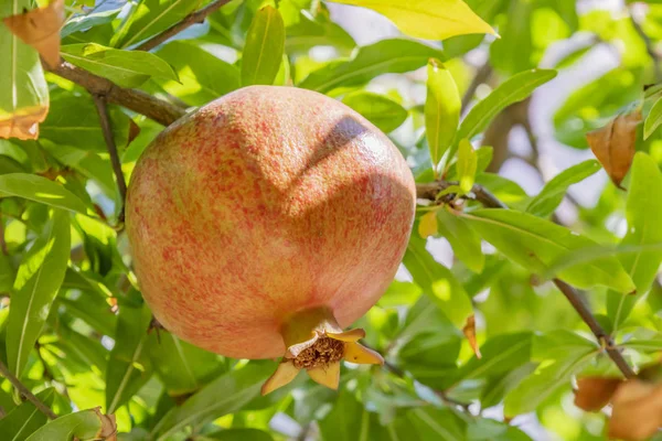 Granatäpfel Aus Nächster Nähe Auf Baumbänken Grüner Natur — Stockfoto