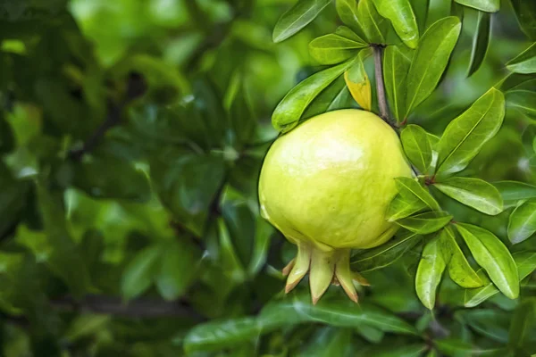 Granatäpfel Aus Nächster Nähe Auf Baumbänken Grüner Natur — Stockfoto